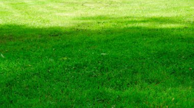 Kamu parkında robot çim biçme makinesi tarafından biçilmiş bir çim. Yemyeşil çimen dokusu. Yeşil taze biçilmiş çimen.