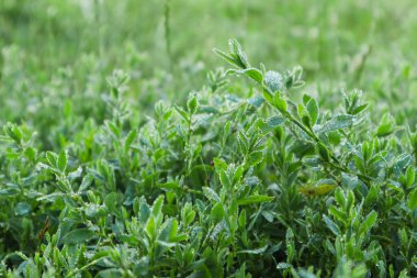 Çimenlere su damlıyor. Arka plan bulanık. Polygonum aviculare yeşil çimenler sabahın erken saatlerinde çiy damlalarıyla kaplıdır. Makro.