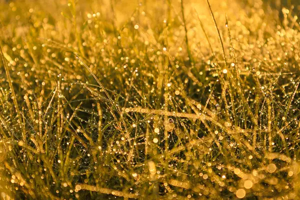Grass with water drops in the sunlight. Blurred photo. Low angle ground view scenery multicolored bright vibrant yellow grass with dew drops.