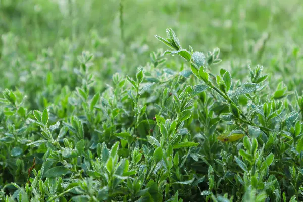 Çimenlere su damlıyor. Arka plan bulanık. Polygonum aviculare yeşil çimenler sabahın erken saatlerinde çiy damlalarıyla kaplıdır. Makro.
