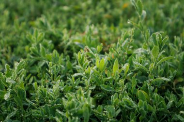 Çimenlere su damlıyor. Arka plan bulanık. Polygonum aviculare yeşil çimenler sabahın erken saatlerinde çiy damlalarıyla kaplıdır. Makro.
