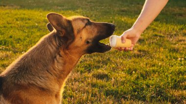 Alman çoban köpeği gözleme boynuzuyla dondurma yiyor. Köpek vanilya külahı yalıyor. Aile, hayvan, hayvan ve insanlar. Kadın elinin seçici odağı Köpeğe dondurma yalarken.