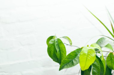 Beyaz tuğlalı arka planda yeşil limon yaprakları. İç klasik ev. Yeşil yapraklı beyaz tuğla duvar.