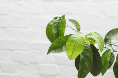 Beyaz tuğlalı arka planda yeşil limon yaprakları. İç klasik ev. Yeşil yapraklı beyaz tuğla duvar.