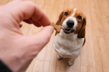 Komik köpek, sahibinin elinde yemek görünce köpeğini gösteriyor.