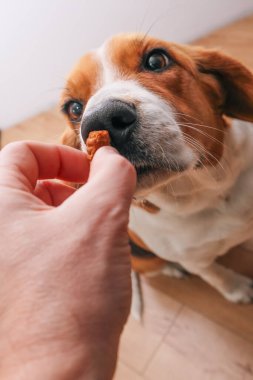 Şirin bir av köpeği, komutayı tamamlamak için lezzetli yiyecekler alır. Ödül olarak köpek ödüllendirilir. Köpek besleme teması.