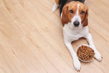 Tatlı Estonya av köpeği bir kase kuru yiyeceğin yanında yatıyor ve beslenmek için yalvarıyor. Köpek besleme teması.