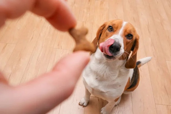 Unrecognizable person feeding beagle. Happy dog taking treat from male hand at home. Hungry dog licking with tongue on home interior background