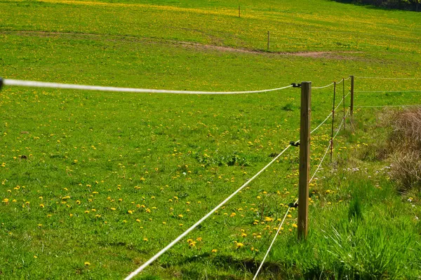 Electric fence on a green pasture. Electric fencing around pasture with farm animals. An electricity fence on a green pasture panorama