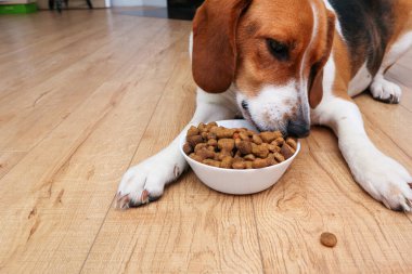 Hayvanlar için yiyecek. Av köpeği yerde yatıyor ve beyaz bir kaseden kuru yiyecek yiyor. Evde yemek yiyen köpek.