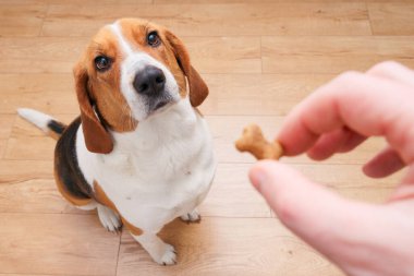 Tanımlanamayan kişi av köpeğini besliyor. Mutlu köpek evde erkek elinden ikram alıyor. Aç köpek ev arka planında dille yalanıyor.