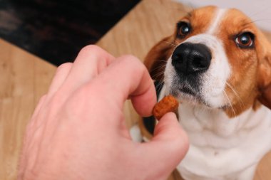 Şirin bir av köpeği, komutayı tamamlamak için lezzetli yiyecekler alır. Ödül olarak köpek ödüllendirilir. Köpek besleme teması.