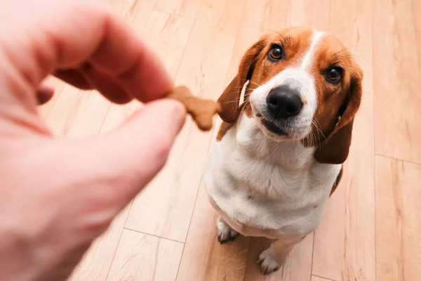 Unrecognizable person feeding beagle. Happy dog taking treat from male hand at home. Hungry dog licking with tongue on home interior background