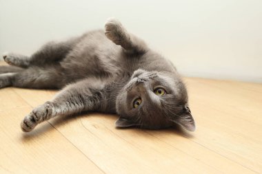 Komik gri bir kedi baş aşağı yatıyor. Evcil hayvanlar. Komik oyuncu Gri kedi yerde yatarken kameraya bakıyor..