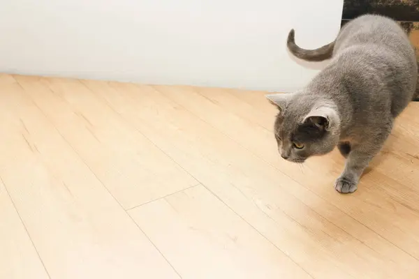 A curious British gray cat goes to do some harm and looks suspiciously at the camera. Pet.