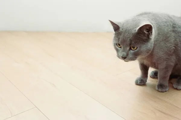 A curious British gray cat goes to do some harm and looks suspiciously at the camera. Pet.