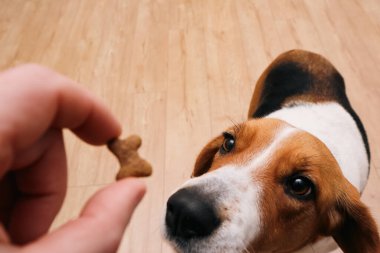 Adam itaat eğitiminden sonra köpeğine ödül veriyor. Kopya alanı olan yaşam tarzı fotoğrafı. PET arkadaşı POV ile günlük aktiviteler