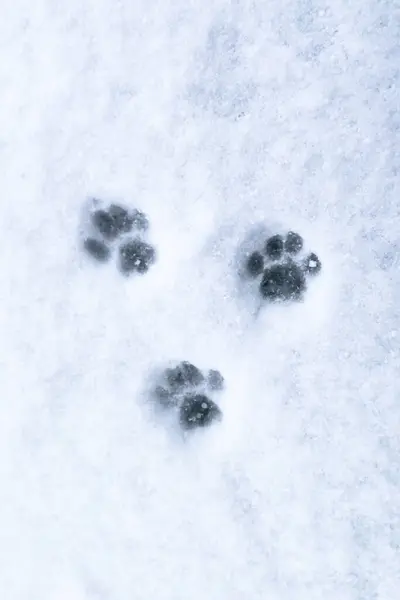Cat tracks in the snow. Paw prints of Cat on white snow place for text. Perfect paw prints in fresh snow