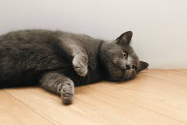 Evcil hayvan teması. Büyük, tembel bir İngiliz gri kedisi ahşap bir zeminde yatıyor. Yerde uyuyan kedinin yakın çekimi.