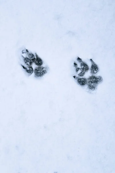 Dog tracks in the snow. Paw prints of a large dog on white snow place for text. Perfect paw prints in fresh snow
