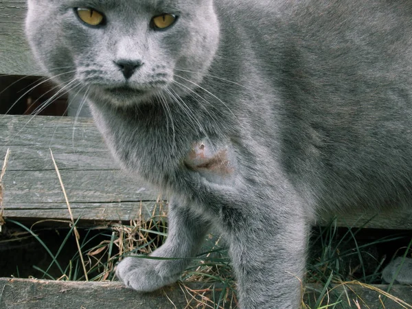 Domestic Gray British Shorthair Cat Wound Stitches Surgery Because Being Stock Image