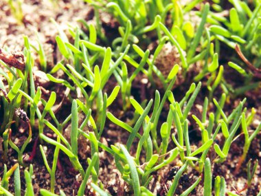 Baharda çimlerin üzerindeki ilk taze yeşil çim filizleri. Yakın plan. Yere ateş eder.