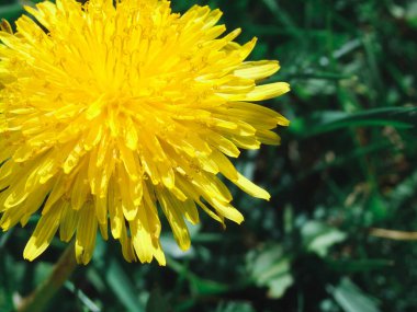 Karahindiba Taraxacum. Doğada sarı karahindiba çiçekleri