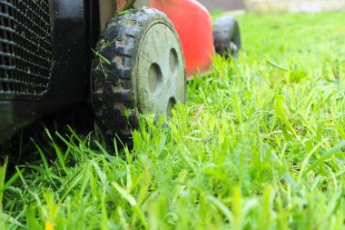Çimlerin üzerinde çim biçici. Eski kırmızı bir çim biçme makinesi, yemyeşil çimleri biçiyor..