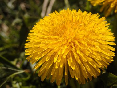 Karahindiba Taraxacum. Sarı karahindiba çiçekleri