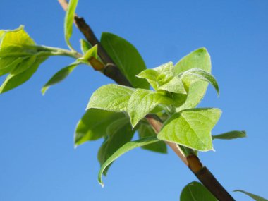 İlkbaharda elma ağacı. İlkbahar konsepti. Bahçedeki elma ağacında ilk bahar tomurcukları. Kapatın. Boşluğu kopyala.