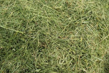 Kesilmiş saman. Çimleri biçtim. Doku. Malç. Çimlerin üzerinde biçilmiş çimen. Gübreleme otu. Kurumuş otları gübre olarak kullanarak..