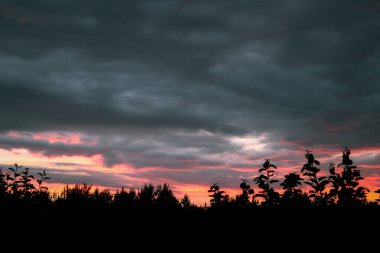 Akşam bulutları. Gece fırtınasından önce güzel kırmızı gün batımı. Ağaçların silueti, renkli bir günbatımı gökyüzünün arka planına karşı.