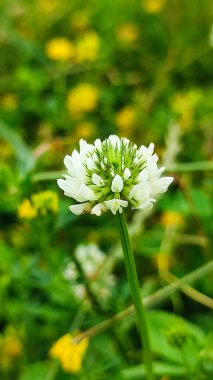 Yeşil çimen arka planında yabani yonca tohumu. İlaç bitkisi, beyaz yonca tarlası..