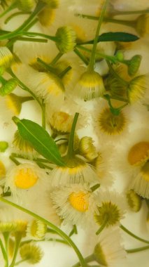 Tıbbî papatya çayı. Bitkisel papatya çayı arka planı. Alternatif tıp.