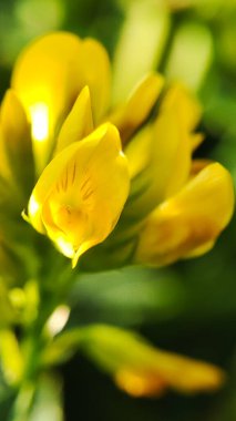 Sarı tarla çiçekleri, kır çiçekleri makro. Çiçek açan bahar çiçekleri. Dikey fotoğrafçılık