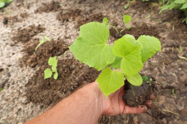 Toprağa salatalık tohumu ekildi. Bahçe işleri ve salatalık yetiştirme konsepti. Toprakta taze salatalık filizleri. Tohumlar ellerde
