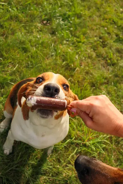 Köpek itaat eğitimi. Beagle ve German Shepherd sırayla dondurma ve antrenör eli yiyorlar. Sevimli hayvanlar..