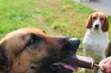 Köpek itaat eğitimi. Beagle ve German Shepherd sırayla dondurma ve antrenör eli yiyorlar. Sevimli hayvanlar..