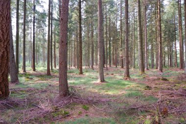 Manzara. Kuru sonbahar kozalaklı ormanı, toprak yol. İzin gününde doğa yürüyüşü..