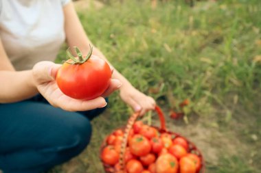 Bahçıvan organik sebze bahçesinde olgun domates topluyor. Domates hasat zamanı. Domates toplama.