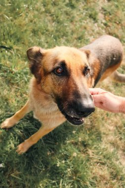 Genç bir kadın köpekle yerde oturuyor. Parkta köpeğiyle oynayan bir kadın..