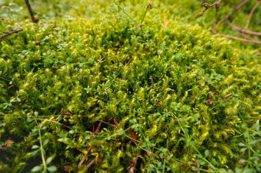 Bir sürü yeşil yosun kaplı ağaç ve zemin ile dolu bir orman. Ormanın zemininde yeşil yosun var..