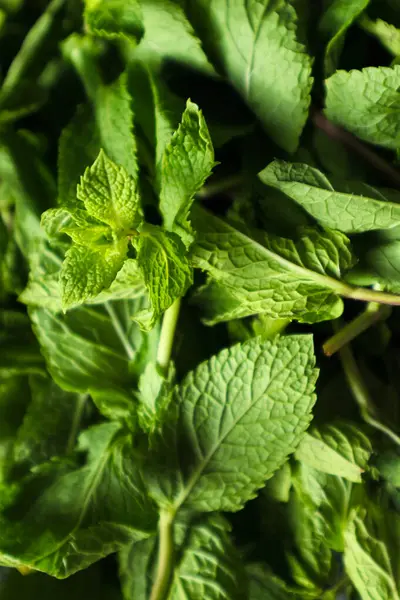 Taze organik aromatik nane arkaplan. Yeşil nane yaprakları, mesajın için yer. Ekolojik organik doğal düzen