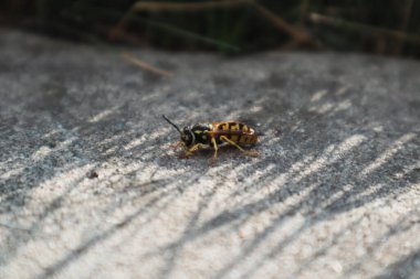 Beton üzerinde eşek arısı. Duvardaki böceğe yakın çekim. Kaldırımda bir eşek arısı