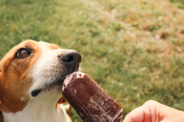 Köpeğin dondurma yemesine yakın çekim. Evcil hayvan dondurma yer. Köpek dışarıda dondurma yiyor. Neşeli Köpek Dondurma Yalıyor.