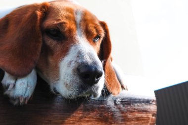 Şirin bir köpek köpeği yalan söylüyor. Burnunu çizen bir av köpeğinin yüzüne yakın çekim. Köpek Burnu 'nun Yakın Çekimi