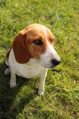 Parkta çimlerin üzerinde neşeli bir köpek, açık havada güneşli bir günün tadını çıkarıyor. Köpek sıcak güneş ışığının ve huzurlu çevrenin tadını çıkarıyor.