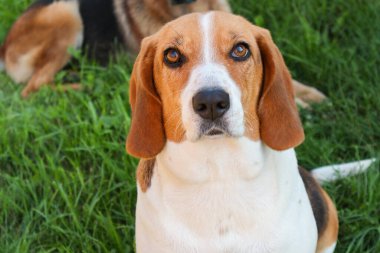 Parkta çimlerin üzerinde neşeli bir köpek, açık havada güneşli bir günün tadını çıkarıyor. Köpek sıcak güneş ışığının ve huzurlu çevrenin tadını çıkarıyor.