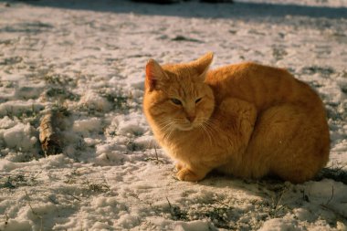 Turuncu kedi kış boyunca karda oturuyor. Güneşli kış gününde kar üzerinde kedi portresi