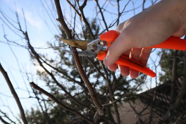 Meyve bahçesinde kesicilerle ağaç dallarını buduyor. İlkbahar budama elması yapan ellerin yakın çekimi.